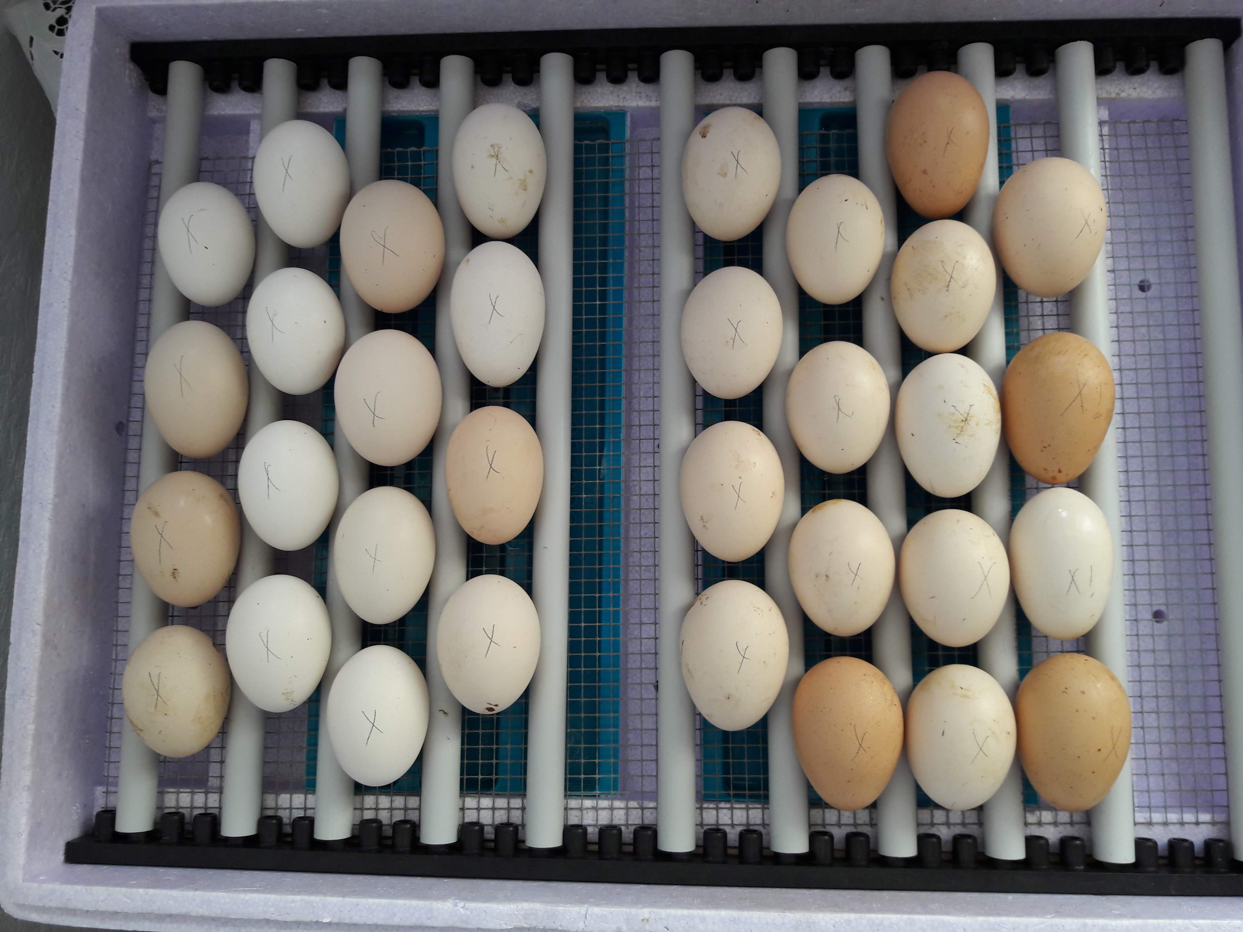 Am 20. Juli hatte ich die Mechelner-Eier in den Brüter gepackt, am 29. die Amrock-Eier dazu. 7 Tage vor Schlupftermin wurden die Mechelner umgepackt in den Schlupfbrüter mit niedrigerer Temperatur.