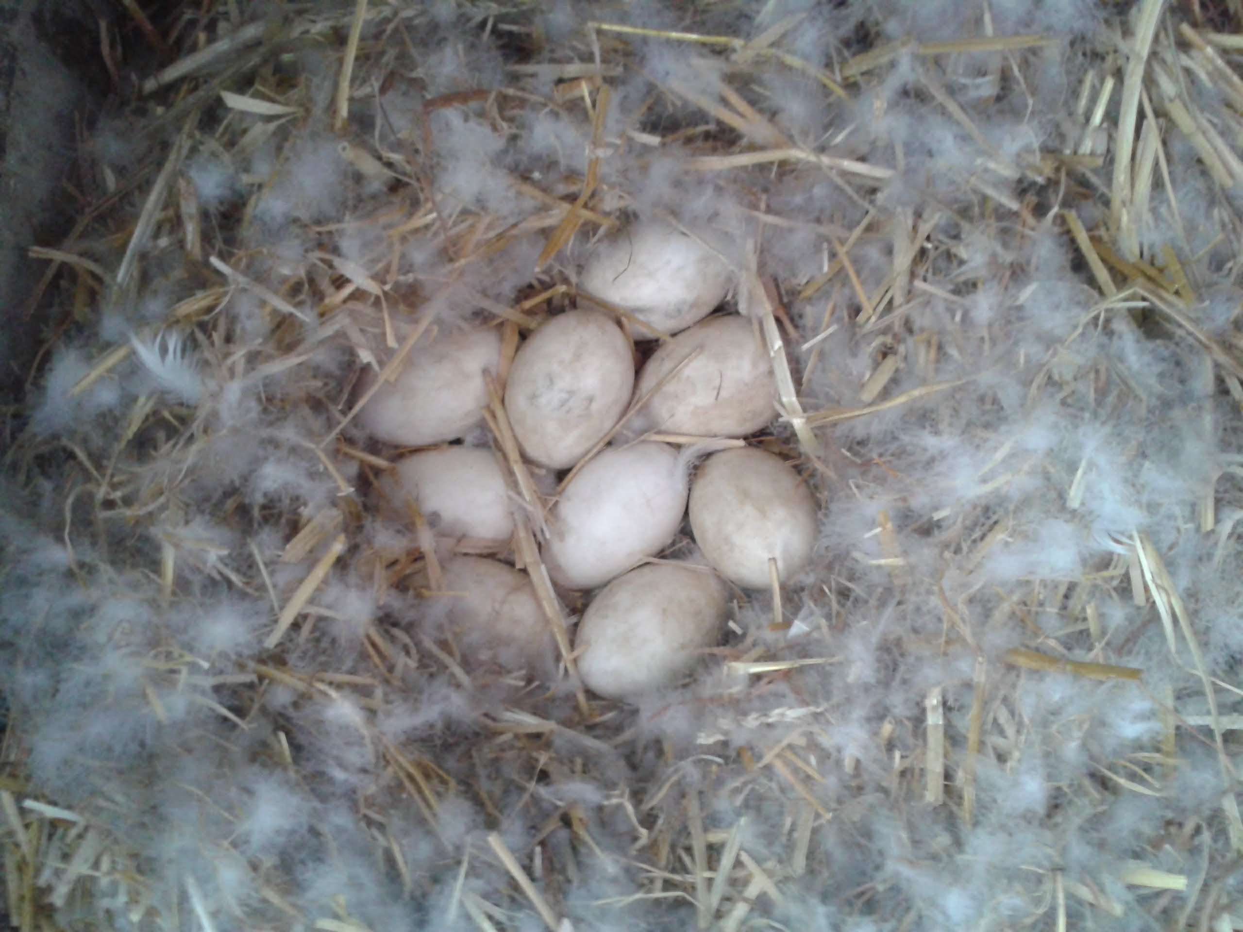 So sieht`s aus wenn Muddi Gans zum Ende der Legesaison ihre Eier selbst ausbrüten kann, fest sitzt. Das Nest ist kuschelig mit Daunen gepolstert. Wenn sie 1x am Tag kurz das Nest verlässt um sich zu entleeren und schnell ein paar Grashalme zu zupfen, deckt sie das Nest vorher fein zu. Damit die Eier warm bleiben.