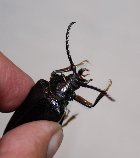 Völlig harmlos, weil er nur in Totholz lebt und während seiner Zeit als ausgewachsener Käfer nur noch an Fortpflanzung, nicht ans Essen denkt.