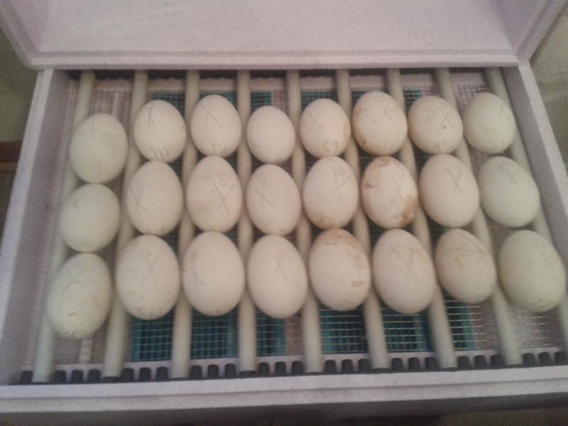 24 Eier - alle so um die 130 bis 150 Gramm passten 2015 in den Brüter. In den folgenden Jahren waren die einzelnen Eier wesentlich schwerer: 170 bis 190 Gramm. Seit 2018 ist das Top-Gewicht bei Socke 220 Gramm! Dann ist nur noch Platz für 20 Eier... und die Abstandsleisten mussten umgesteckt werden.